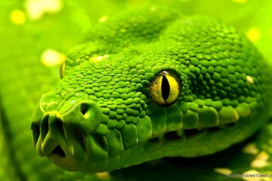 HD Wallpapers – Windows 10 Wallpapers