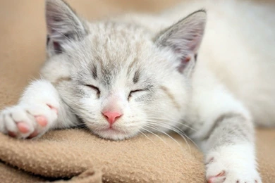 Cats Cute Cat Sleeping Sleep Animals Desktop Wallpapers ~ Cats For ...