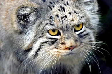 Wild Cat Desktop Wallpaper, Wild Cat Backgrounds, New Wallpapers