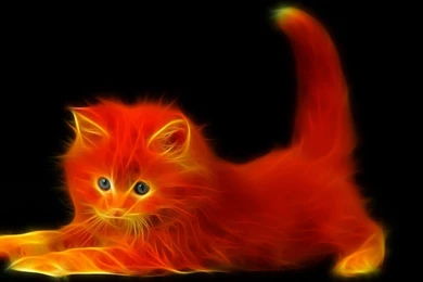 Download Fire Cat Wallpapers