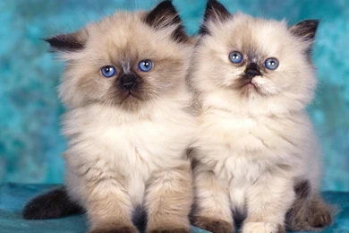 Cute Cat Desktop Backgrounds 2995 For Desktop Backgrounds ...