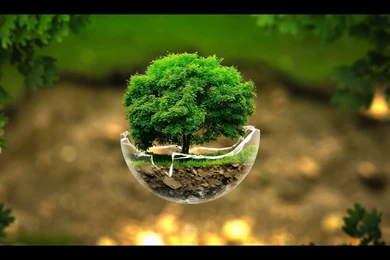 Earth Tree HD Wallpapers