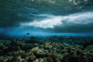 18452_1280x1024 wallpaper cb1271166936.jpg