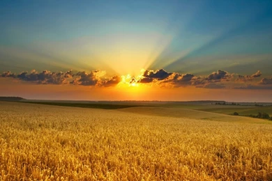 1280x1024 Summer Evening Cornfield Wallpapers