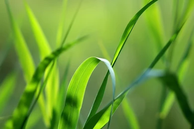 1280x1024 Green Grass Straws Desktop PC And Mac Wallpapers