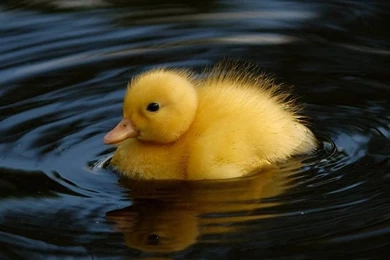 Baby Duck Wallpapers 1280x1024   (