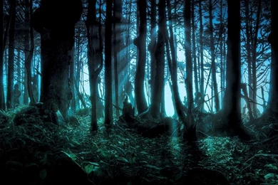 Mysterious Forest Wallpapers 1280x1024 Wallpapers Download ...