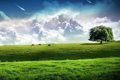 Meteor Across The Sky, Green Grass Wallpapers