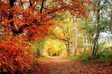 Autumn Breeze Photos