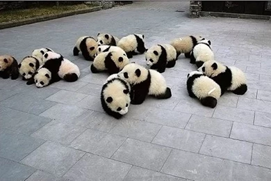 Cute panda babies.jpg