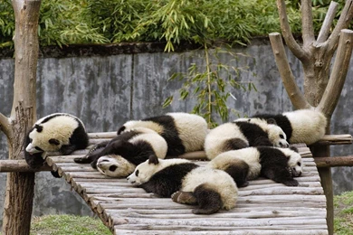 Panda Wallpapers Free: Baby Panda Wallpapers