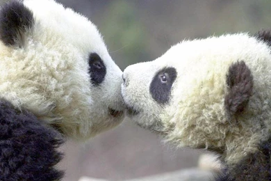 Cute Baby Panda Wallpapers