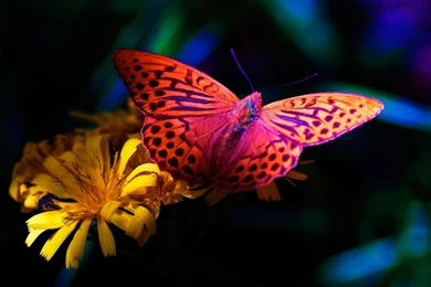 Desktop Wallpapers Hd 3d Fullscreen