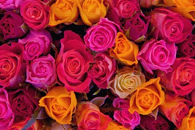 1600x1200 Full Screen “Roses” Wallpapers By L A Betts   Leone ...