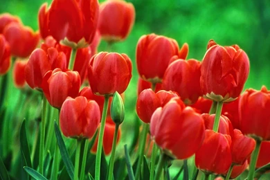 Full Screen Desktop Wallpapers