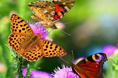 Beautiful Flower Wallpapers For Desktop Full Screen