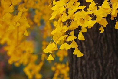 Ginkgo HD Wallpaper, Ginkgo Images