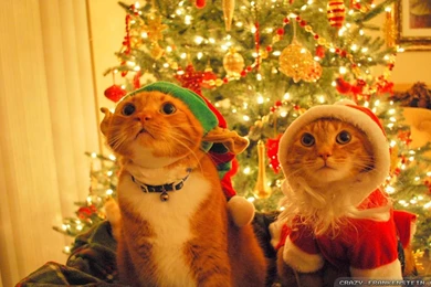 Beautiful Christmas Wallpapers 2   Crazy Frankenstein