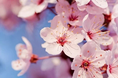 Wallpapers Weekends: We Begin To Celebrate Spring