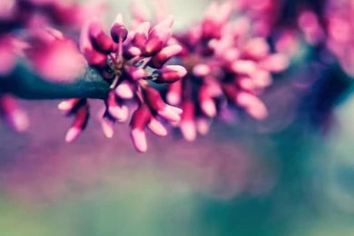 Spring iPhone 5s Wallpapers