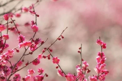 Spring Signs iPhone 5s Wallpapers Download