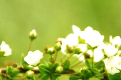 Spring Arch iPhone 5s Wallpapers Download