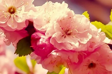 Spring Is Coming iPhone 5 Wallpapers