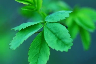 Plant iPhone 5s Wallpapers