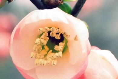 Welcome Spring iPhone 5s Wallpapers Download