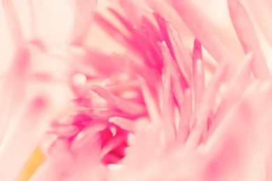 Spring Daisy Flower iPhone 5s Wallpapers Download