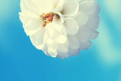 Flowers Archives   Page 2 Of 20   Wallpapers For IPhone, Samsung ...