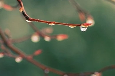 Water Drops Spring iPhone 4s Wallpapers Download