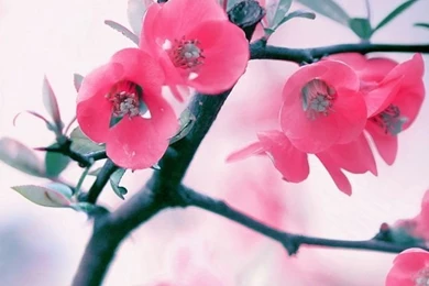 Pink Blossom Flowers, Spring HD Desktop Wallpapers : Widescreen ...