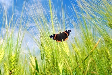 Spring Poppy Flowers And Butterflies iPhone 6 Wallpapers Download ...