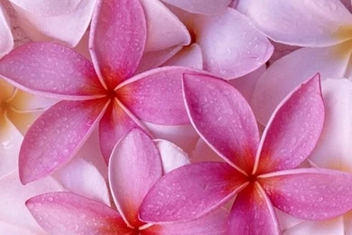 Beautifulflowersroses.info   Part 48