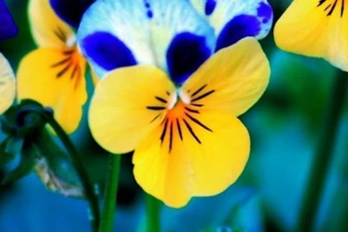 640x1136 Spring Flowers Iphone 5 Wallpapers