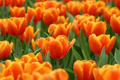Orange Tulips Spring Flowers HD Desktop Wallpapers : Widescreen ...