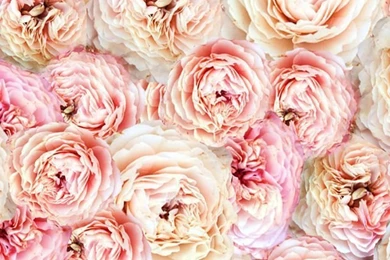 An Easter Treat: Spring Wallpapers 2013