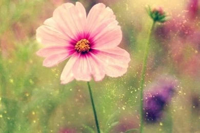 Wallpapers On Pinterest