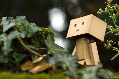 Free Wallpapers   Free Photography Wallpapers   Danboard Wallpapers ...