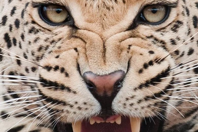 Pets & Animals iPhone 6 Wallpapers