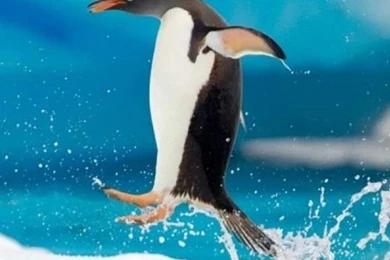 20 Wonderful Animal iPhone 5 Wallpapers