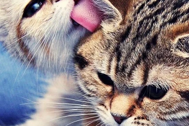 20 Cute Baby Animal Pictures : Download Free iPhone Wallpapers