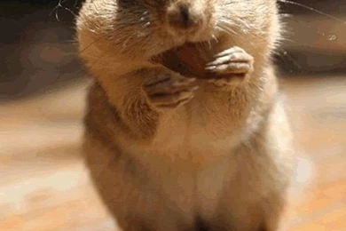 Animals Wallpapers On Pinterest