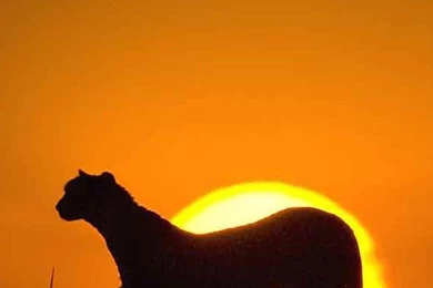 Animal iPhone 5s Wallpapers