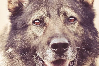 Pets & Animals iPhone 6 Wallpapers