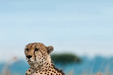 Animal iPhone 5s Wallpapers