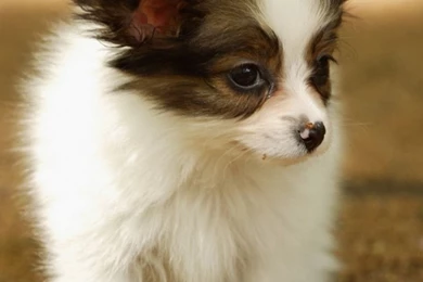 Pets & Animals iPhone 6 Wallpapers