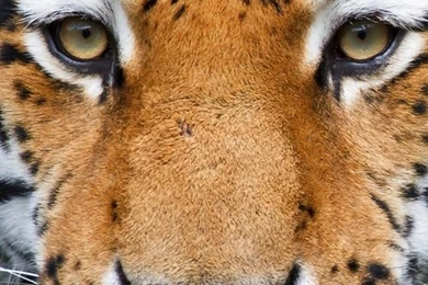 30 Lovable Animal Iphone 5 Wallpapers