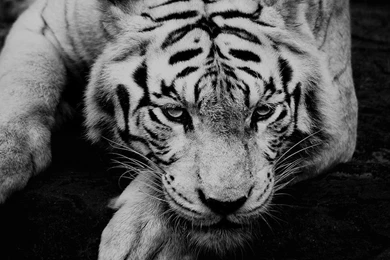 Pets & Animals iPad Wallpapers